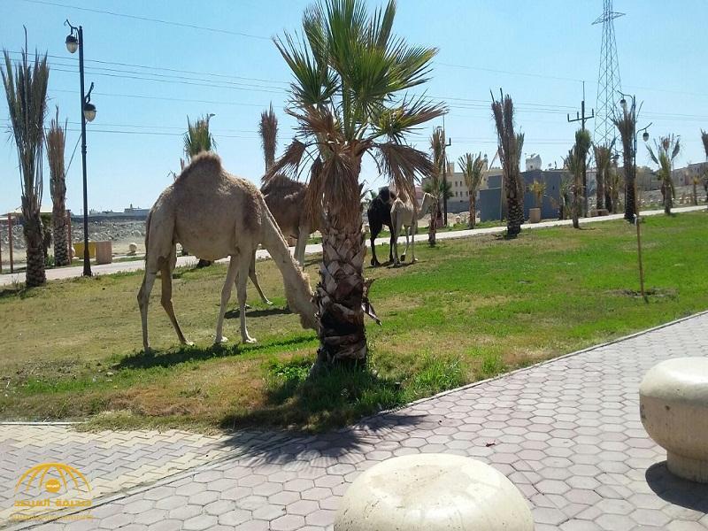 بعد ان كلف اهل المنطقة عشرات الملايين ترك لرعي الابل